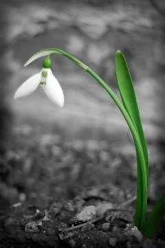 Snowdrop Foto stock