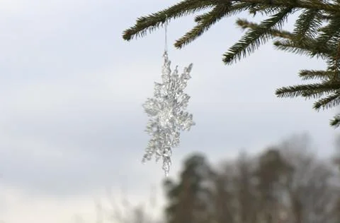 Snowdrop Stock Photos