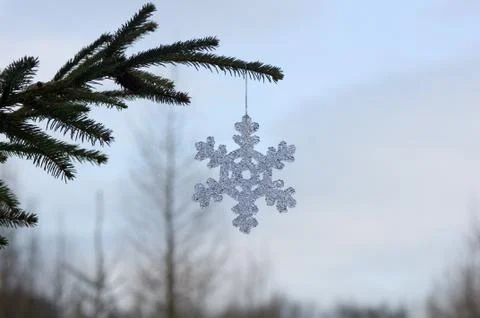 Snowdrop Stock Photos