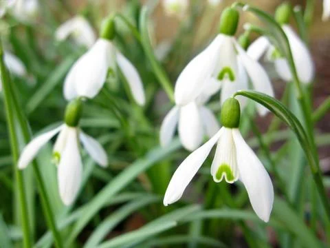 Snowdrop Stock Photos