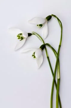 Snowdrop Stock Photos