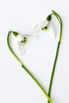 Snowdrop Stock Photos