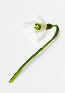 Snowdrop Stock Photos