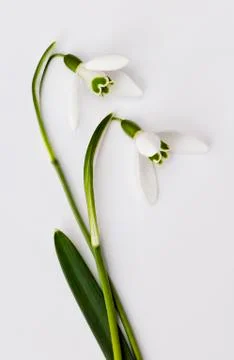 Snowdrop Stock Photos