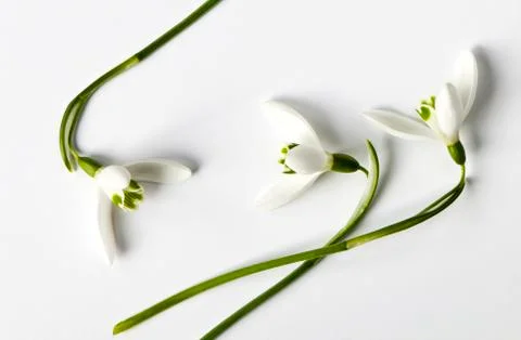 Snowdrop Stock Photos