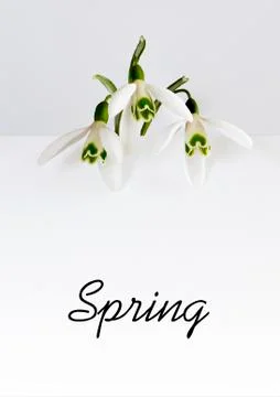 Snowdrop Stock Photos