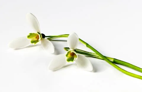 Snowdrop Stock Photos