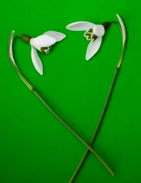 Snowdrop Foto stock