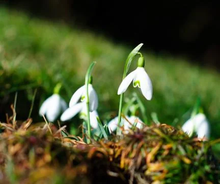 Snowdrop Foto stock