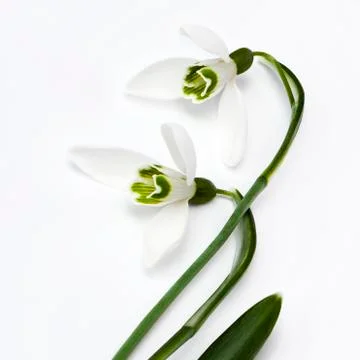 Snowdrop Stock Photos