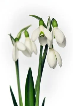 Snowdrop Stock Photos