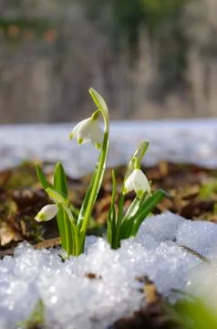 Snowdrop Stock Photos