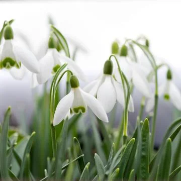 Snowdrop Stock Photos