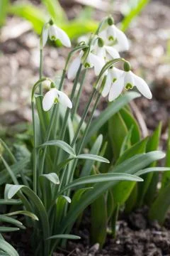 Snowdrop Stock Photos