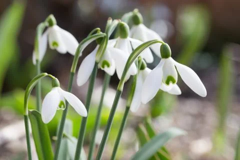 Snowdrop Foto stock