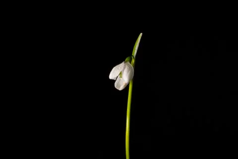Snowdrop Stock Photos