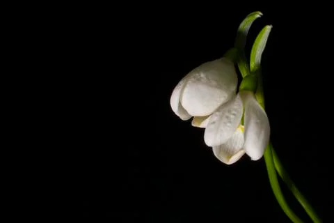 Snowdrop Stock Photos