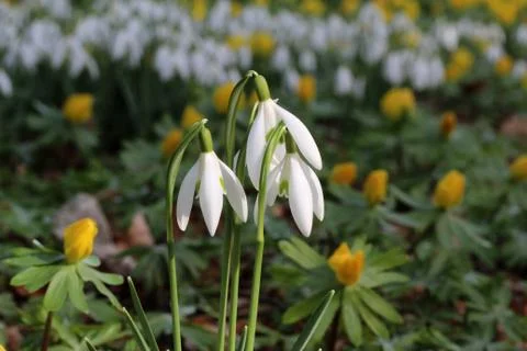 Snowdrop Stock Photos