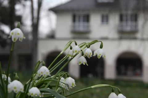 Snowdrop Stock Photos