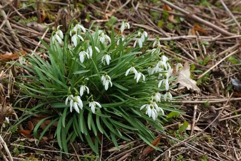 Snowdrop Stock Photos