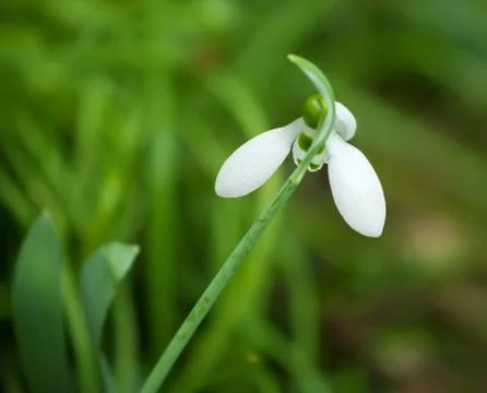Snowdrop Stock Photos