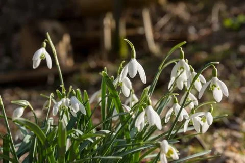 Snowdrop Foto stock