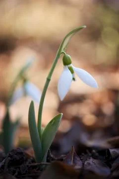 Snowdrop Stock Photos
