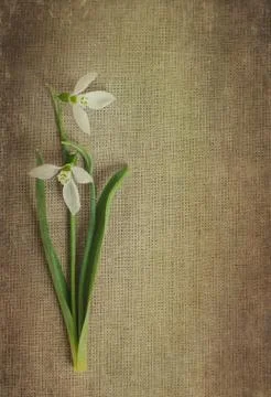 Snowdrop Stock Photos