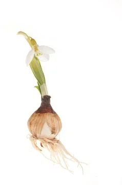 Snowdrop Stock Photos