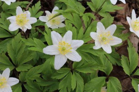 Snowdrop Stock Photos