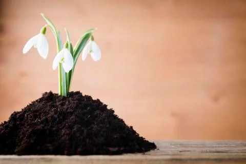 Snowdrop. Stock Photos