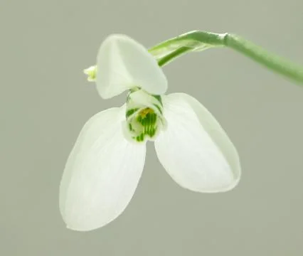 Snowdrop Stock Photos