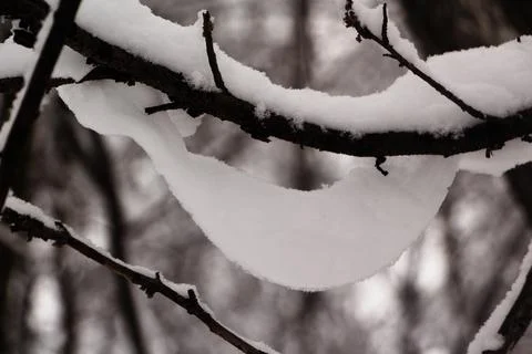 Snowdrop Stock Photos