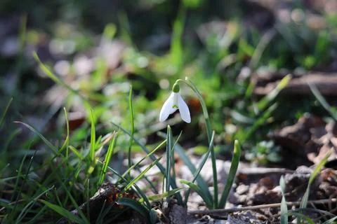 Snowdrop Stock Photos