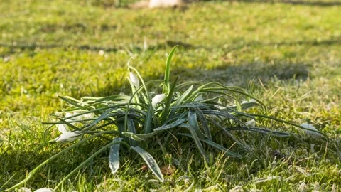 Snowdrop plant rises up,4k,timelapse Stock Footage 230101880