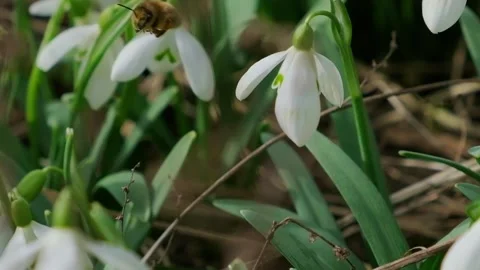 Snowdrop pollinated by bee during early spring in forest. Snowdrops, flower Stockbeeldmateriaal 282207660