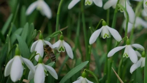 Snowdrop pollinated by bee during early spring in forest. Snowdrops, flower Stock-Footage 293802952