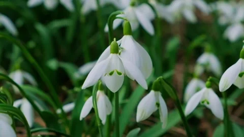 Snowdrop pollinated by bee during early spring in forest. Snowdrops, flower Stock-Footage 293802974