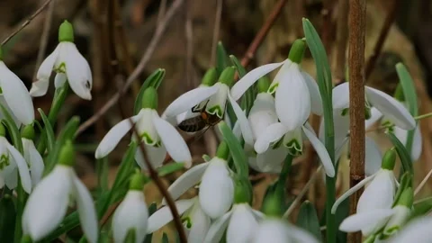 Snowdrop pollinated by bee during early spring in forest. Snowdrops, flower Stock-Footage 293803004