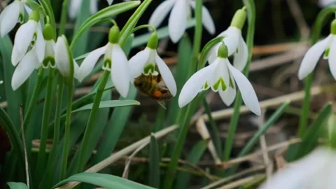 Snowdrop pollinated by bee during early spring in forest. Snowdrops, flower Stock-Footage 293803044