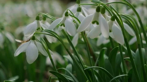 Snowdrop pollinated by bee during early spring in forest. Snowdrops, flower Stock-Footage 293803092
