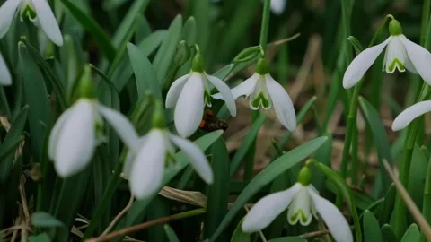 Snowdrop pollinated by bee during early spring in forest. Snowdrops, flower Stock-Footage 293803220