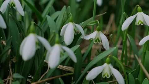 Snowdrop pollinated by bee during early spring in forest. Snowdrops, flower Stock-Footage 293803273