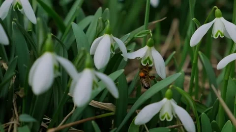 Snowdrop pollinated by bee during early spring in forest. Snowdrops, flower Stock-Footage 293803323