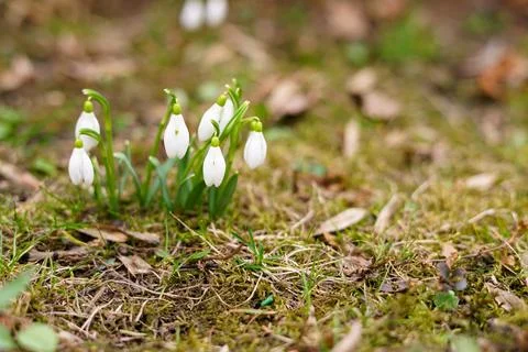 Snowdrop primroses in a forest clearing Stock Photos