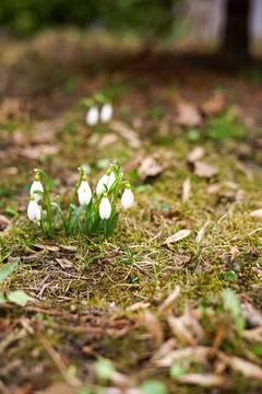 Snowdrop primroses in a forest clearing Stock Photos