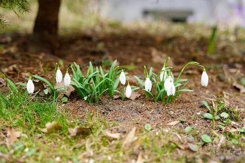 Snowdrop primroses in a forest clearing Stock Photos