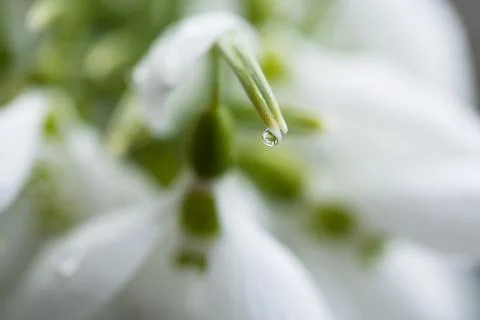 Snowdrop with raindrop Stock Photos