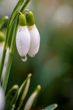 Snowdrop with raindrop Stock Photos