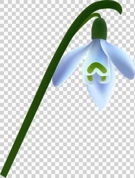 Snowdrop. Realistic snowdrop flower. spring symbols on transparent, png. na.. Stock Illustration